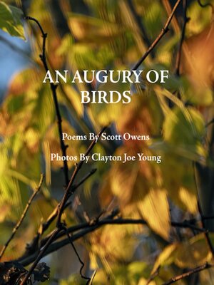 cover image of An Augury of Birds